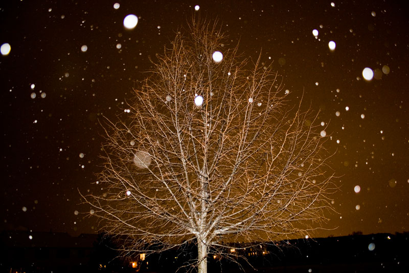 Tree with snow fall